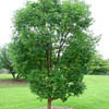 Paper Bark Maple Tree