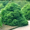 Japanese Cedar Tree