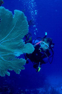 An UWW Instructor and Large Sea Fan