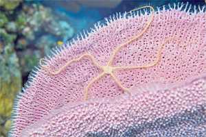 Brittle starfish