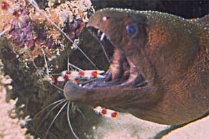 Moray With Banded Coral Shrimp