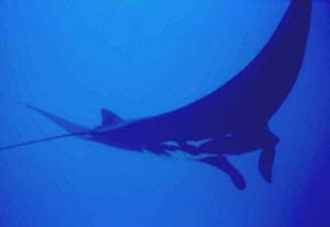Manta Swimming Overhead