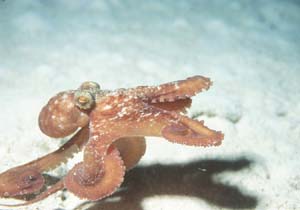 Octopus At Night, Grand Cayman