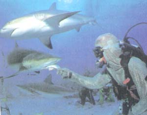 Shark Feeding with Stuart Cove's