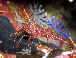 Shrimp At Night, Grand Cayman